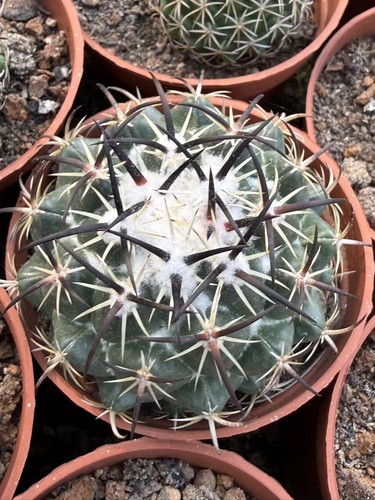 Rara pianta succulenta