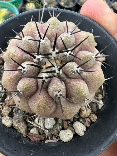 Rarepiante succulente copiapoa - rarepiante,