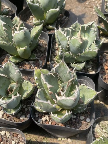 Agave titanota imps pianta - agave,