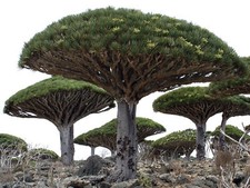 Dracaena draco SEEDS - SEMI Albero del Drago | Albero del Drago delle Canarie