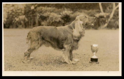 Cocker spaniel golden gun - cocker,