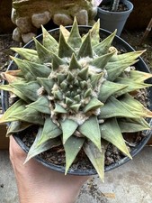 Ariocarpus retusus Own Root, 14 cm, 14 cm pot, Not Copiapoa, Aztekium
