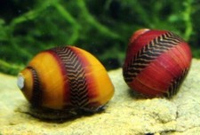 Vittina Waiginensis, neritina