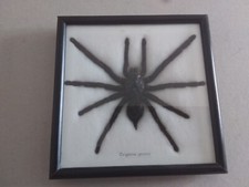 EURYPEIMA  SPINCRUS  TARANTOLA  IN TECA  20X20 CM  OTTIMO STATO DI CONSERVAZIONE