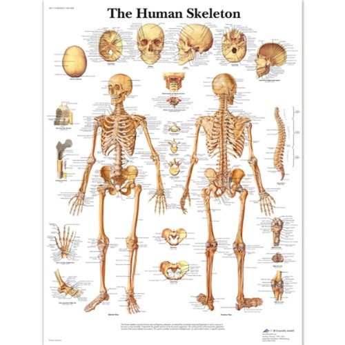 Scientifica anatomia umana - 3b,