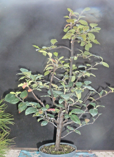 Bonsai pseudocydonia sinensis - pseudocydonia,
