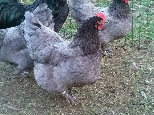 Uova fecondate fertili - fecondate,,