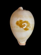 Seashell  Cypraea hirasei