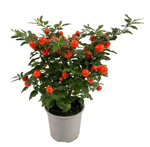 Solanum pseudocapsicum bartoli - solanum,