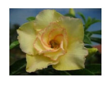5 semi di Adenium obesum MAITHONG - ROSA DEL DESERTO 