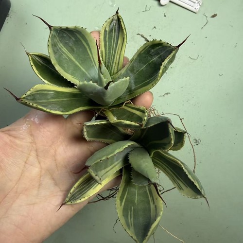 Vendita pezzi rari cactus - pezzi,