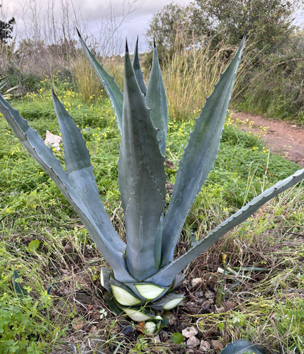 Agave americana pianta - pianta, da