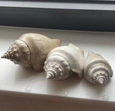 Set authentic florida whelk - of,