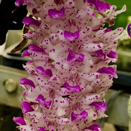 Rhynchostylis retusa species - retusa,