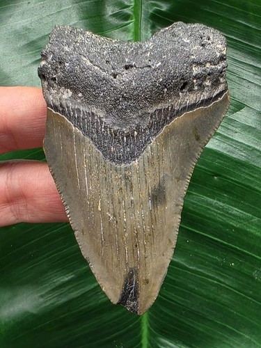Dente grigio del megalodonte