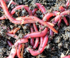 Lombrichi rossi californiani 