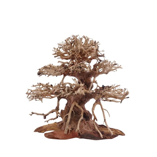 Bonsai premium albero radice - albero,