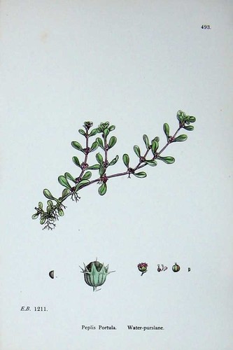 Vecchia stampa antica