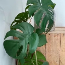 Monstera Deliciosa Live Plant