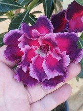 Adenium Obesum BCD