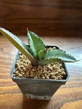 Agave titanota, Own Root, 7.5 cm, Not Copiapoa, Aztekium, Ariocarpus