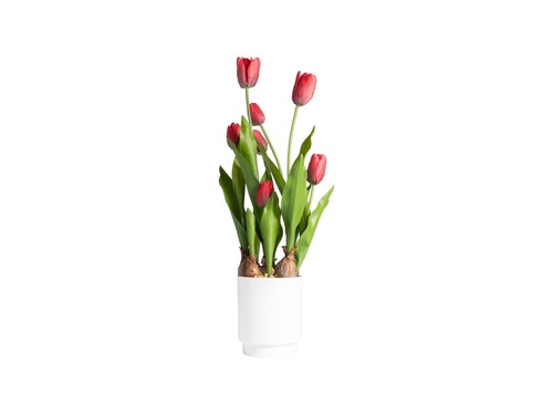 Vaso tulipani rossi h 53cm - vaso,