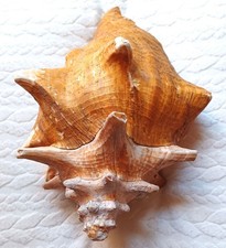 Z Conchiglia Bolinus Grandaris Grande, misure 220x150x130 mm, peso 928 gr.