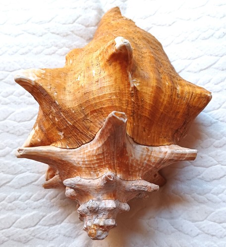 Conchiglia bolinus grandaris - z,