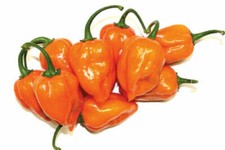 HABANERO ORANGE, 25 semi peperoncino + OMAGGIO + SPEDIZIONE GRATIS
