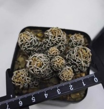 Pediocactus peeblesianus