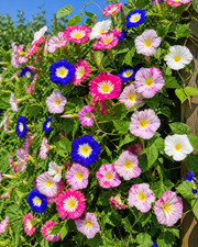 Sale1763 morning glory - sale1763, "ensign