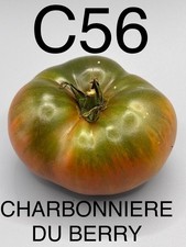 graine / seed tomate DWARF / NAINE taille grosse variété CHARBONNIERE DU BERRY