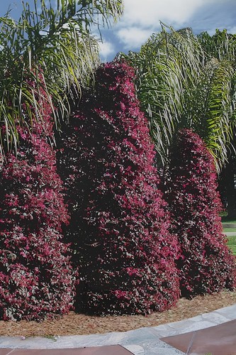 Loropetalo loropetalum - loropetalo, "loropetalum