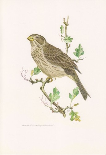 Grauammer emberiza calandra - emberiza,