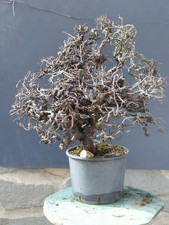 Pre-Bonsai Di Prunus Spinosa
