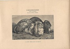 Stampa antica CONIGLIO RAZZA BELIER MASCHIO e FEMMINA 1890 Antique print rabbits