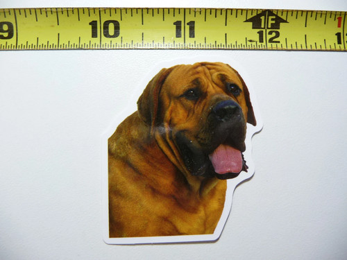 Bullmastiff attesa cane - bullmastiff,