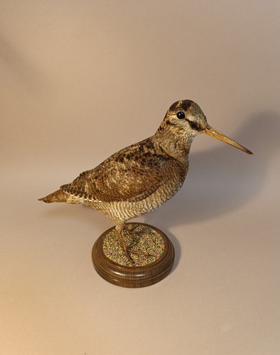 Taxidermy cabinet de - taxidermy,,