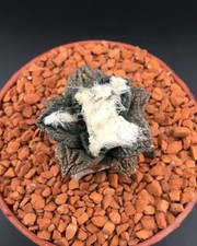 Ariocarpus Grafted WYSWYG