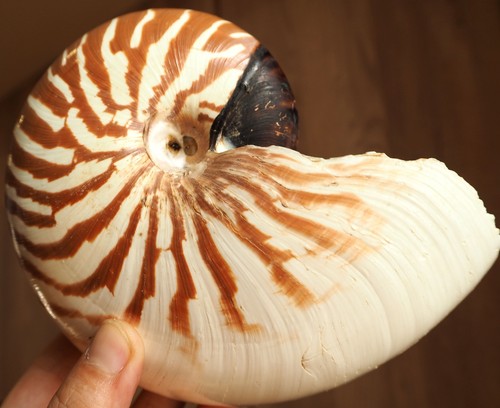Coquillage nautile 4cm - coquillage, 15.4cm