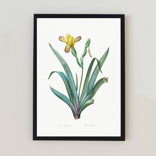 Illustrazione fiore botanico