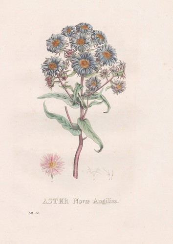 Aster novae angliae litografia - novae-angliae,