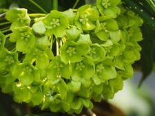 Green wax flower - green,