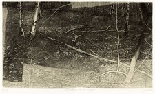 LIVIO CESCHIN  NEL SOTTOBOSCO TRA BETULLE E FOGLIE 2002 Acquaforte Puntasecca