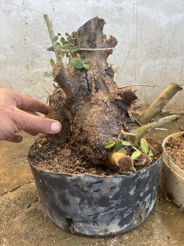 Bonsai olivastro tronco - bonsai,