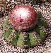 Melocactus conoideus HU183