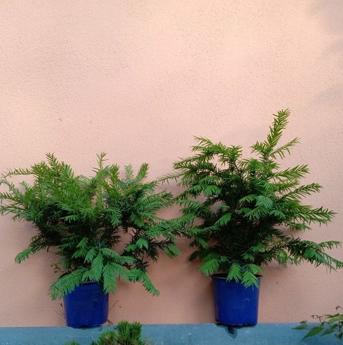 Taxus baccata tasso - tasso, comune