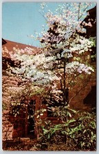 Cartolina Dogwood di fronte a