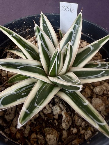 Agave victoriae reginae - agave, victoriae-reginae