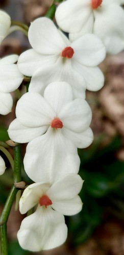 Aerangis species rilegato - aerangis,